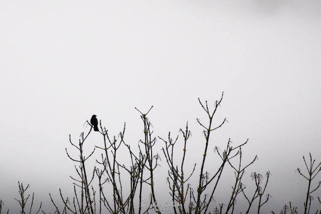 Eine Amsel auf einem Baum im Nebel.
